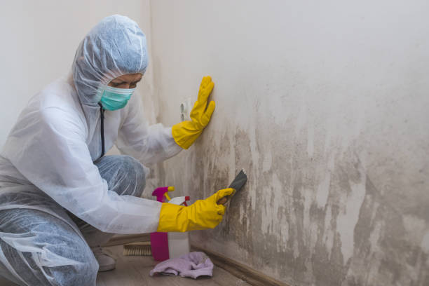 Best Toxic Mold Removal  in Avery Creek, NC