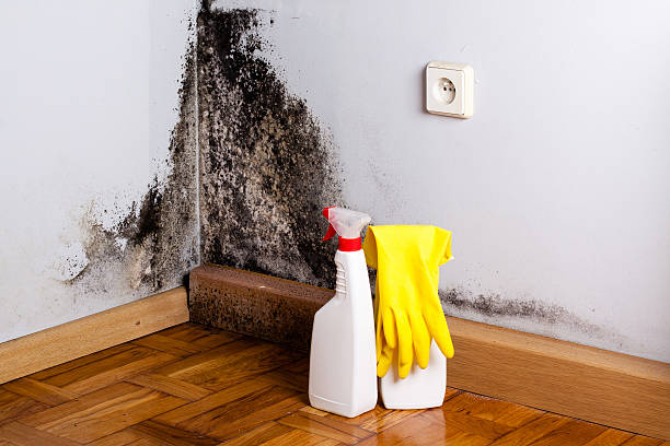 Best Local Mold Removal Service  in Avery Creek, NC