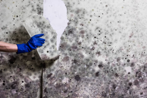 Mold Removal and Inspection in Avery Creek, NC