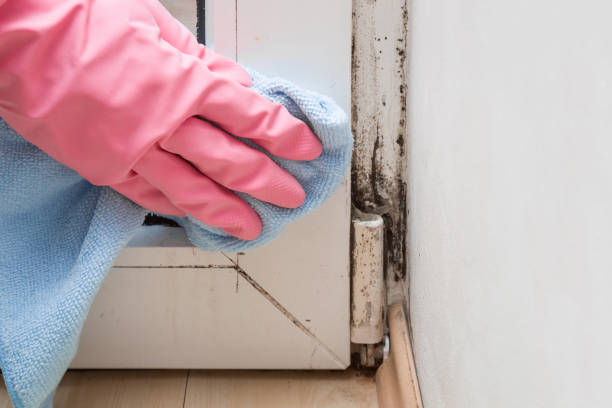 Best Professional Mold Removal  in Avery Creek, NC