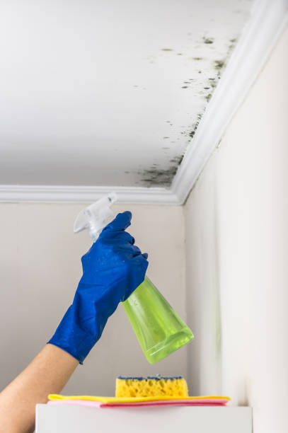 Best Mold Removal and Inspection  in Avery Creek, NC